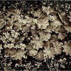 city plants #5