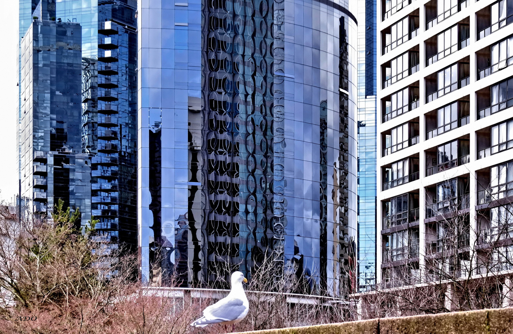 City Seagull