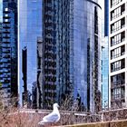 City Seagull