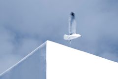 city seagull