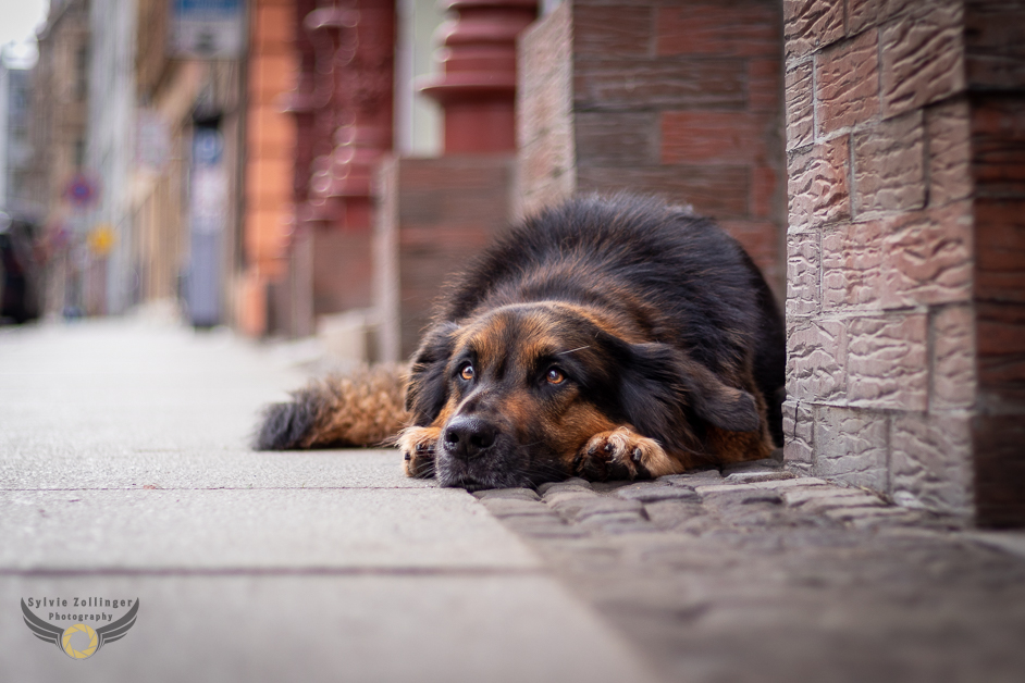 CityShooting Halle/Saale Foto & Bild tiere, haustiere, hunde Bilder