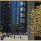 city tree 1