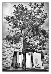 city tree .II.