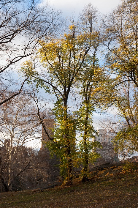 City Trees