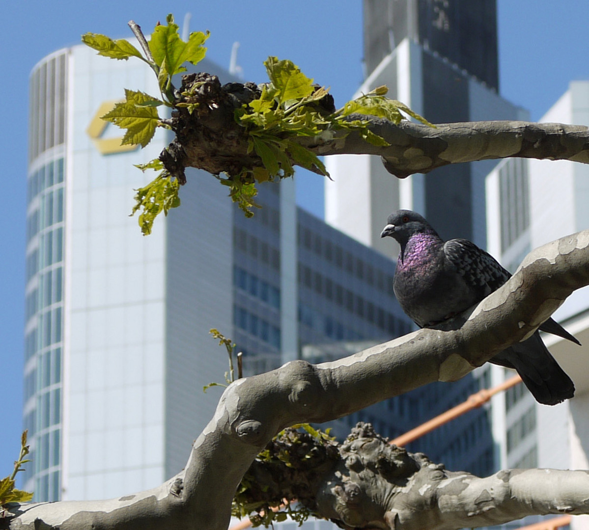 CityFrühling