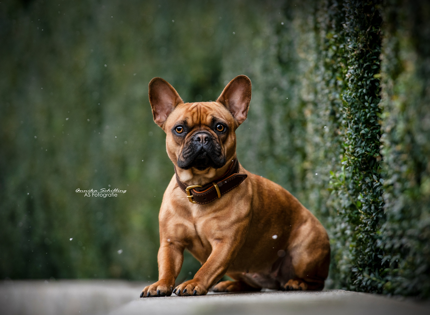 Cityshooting Französische Bulldogge