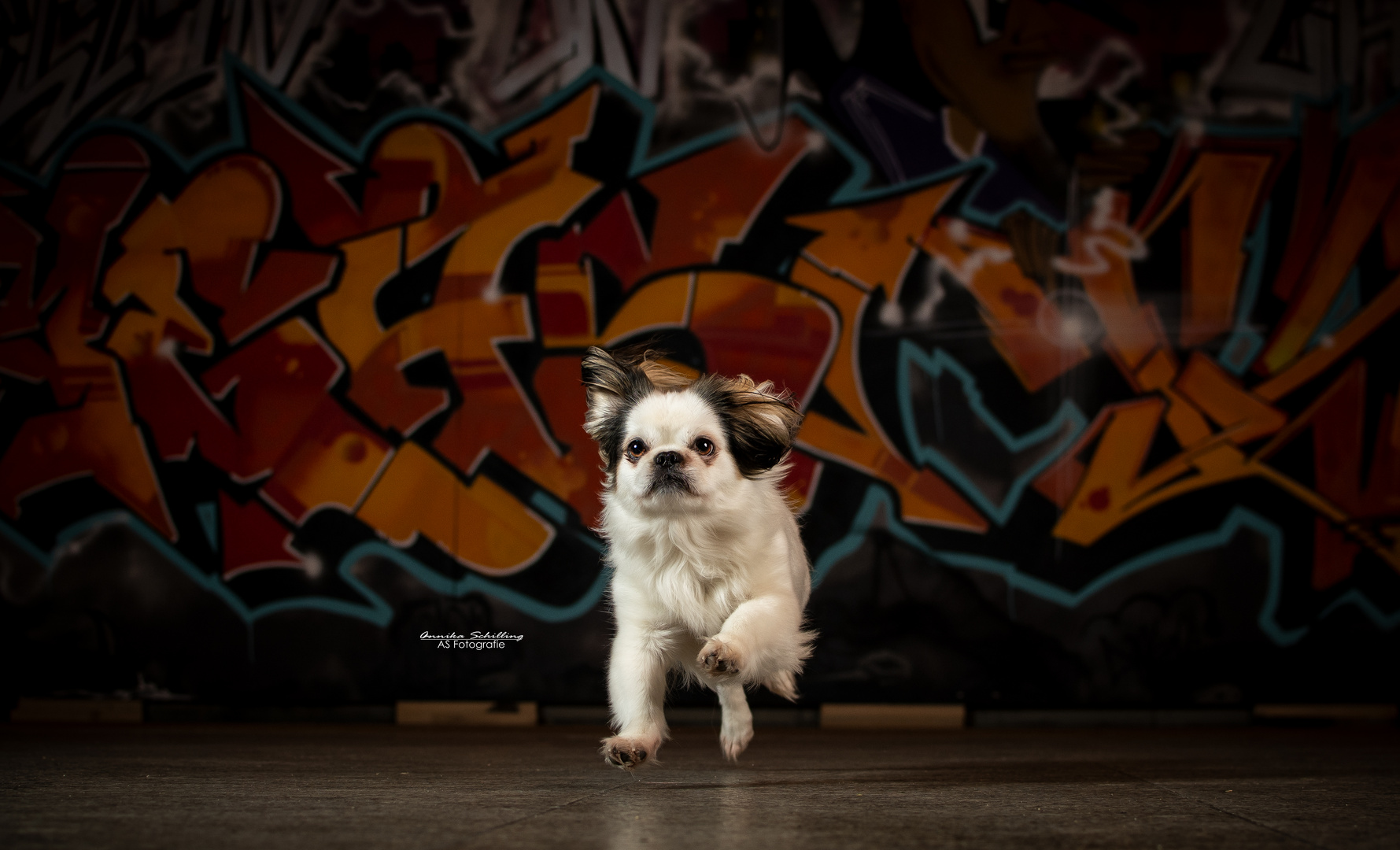 Cityshooting Pekinese Mischling