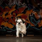 Cityshooting Pekinese Mischling