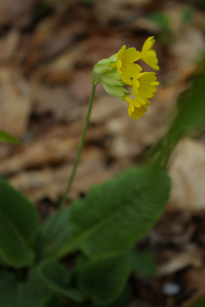 ciubotica cucului