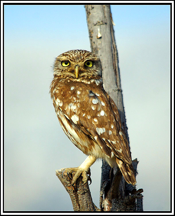 CIVETTA Foto Immagini uccelli, natura Foto su CIVETTA Foto Immagini uccelli, natura Foto su