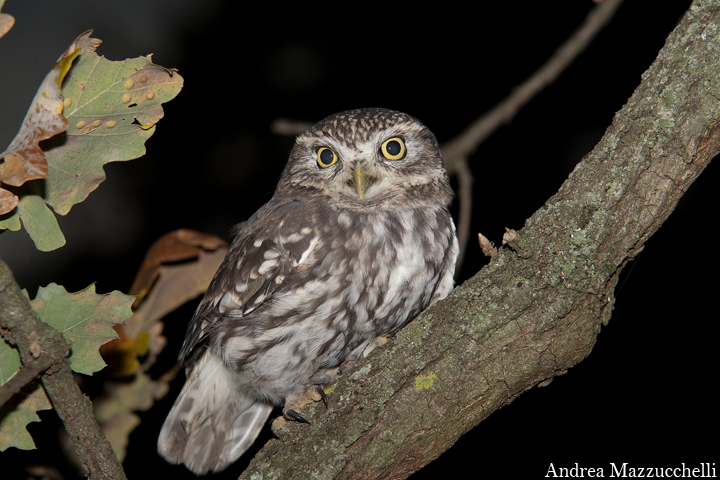 Civetta (Athene noctua)