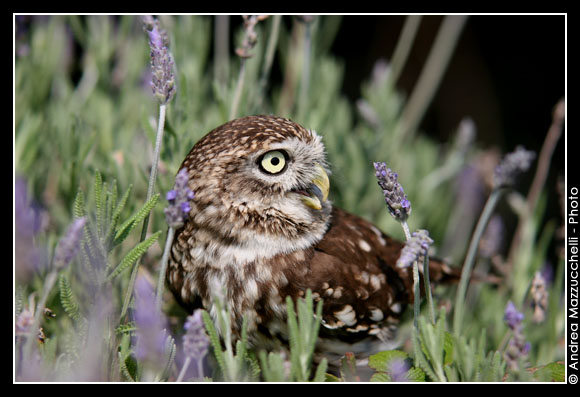 Civetta comune (Athena noctua)