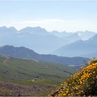 Civetta mit Hahnenfuß-Deko