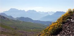 Civetta mit Hahnenfuß-Deko