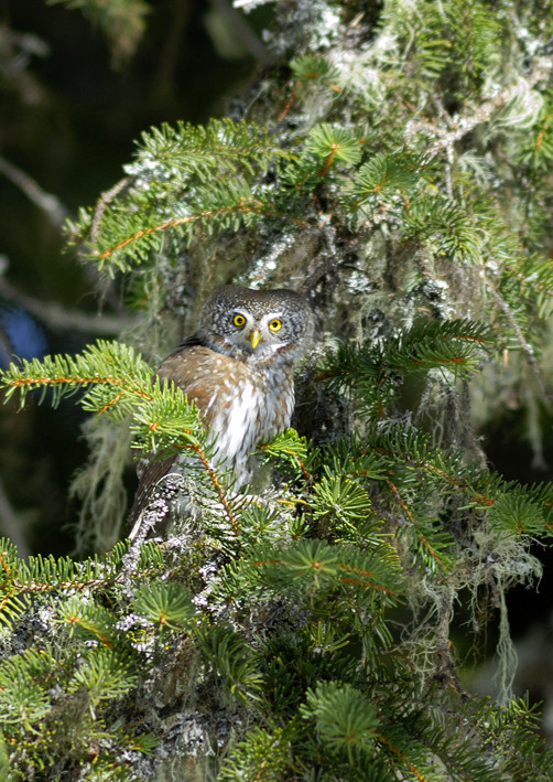 Civetta nana (Glaucidium passerinum)