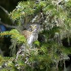 Civetta nana (Glaucidium passerinum)