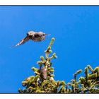 Civetta nana spicca il volo