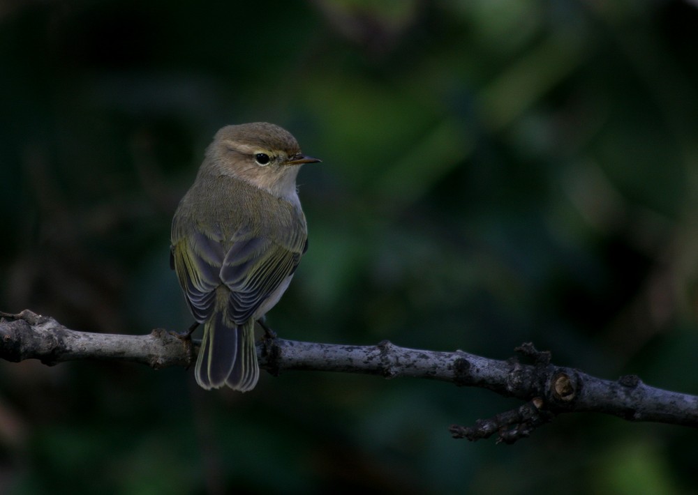 Civgin (Phylloscopus collybita)