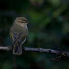 Civgin (Phylloscopus collybita)