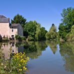 Civray - Bord de Charente - Colza, que fais-tu là ?