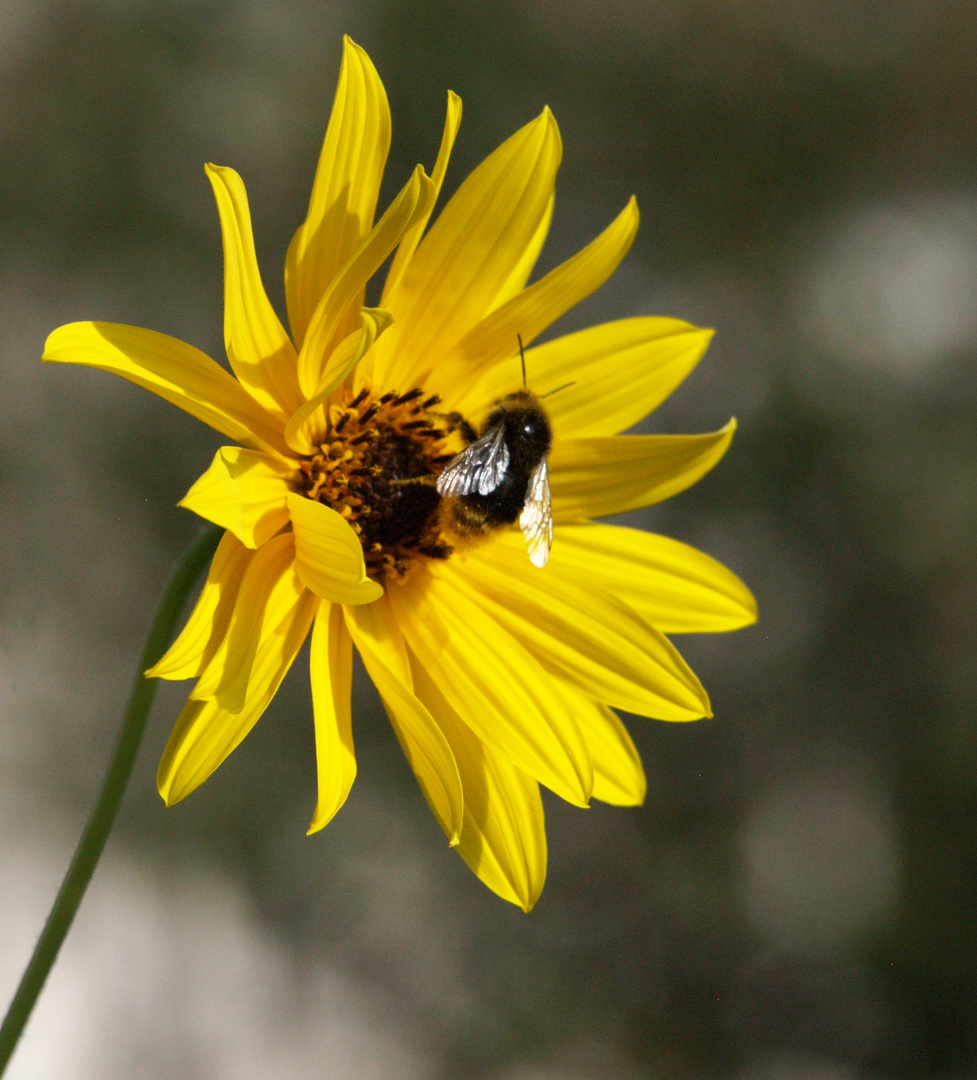 Civray - Butinage dans un jardin en septembre