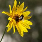 Civray - Butinage dans un jardin en septembre