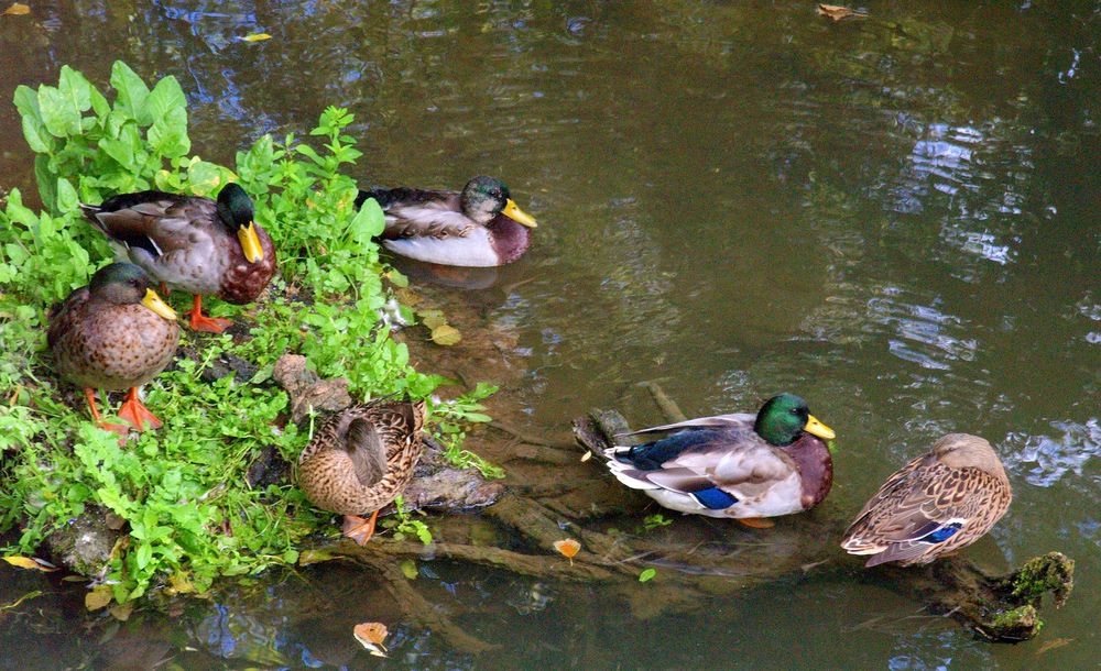 Civray - Famille canards sur la Charente
