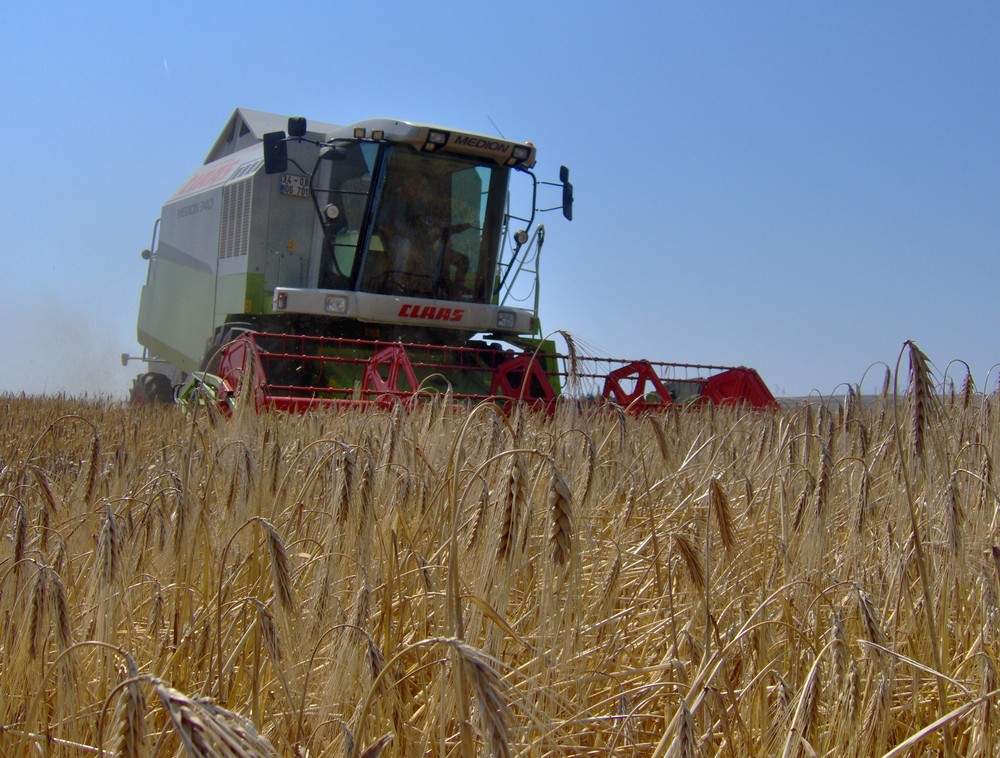 CLAAS MEDION 340 COMBINE HARVESTER IN THE BARLEY FIELD