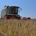 CLAAS MEDION 340 COMBINE HARVESTER IN THE BARLEY FIELD