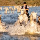 Éclaboussures en Camargue