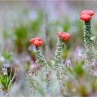 ~ Cladonia ~