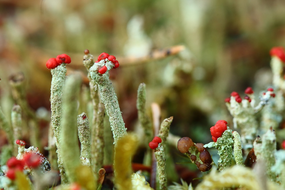 Cladonia 2