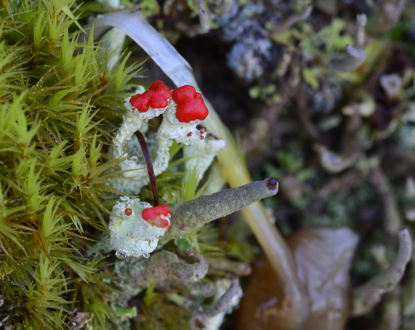 Cladonia