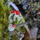 Cladonia