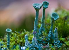 Cladonia