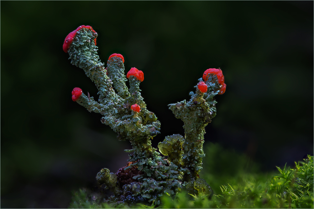 Cladonia