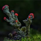 Cladonia