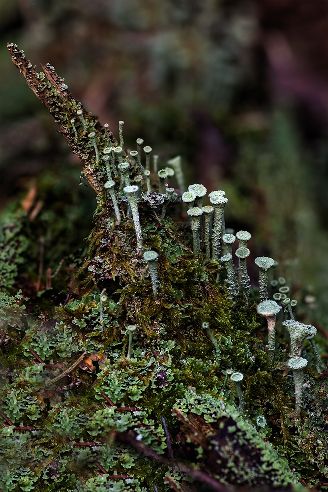 Cladonia