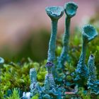 Cladonia