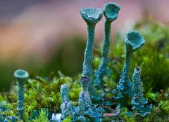 Cladonia