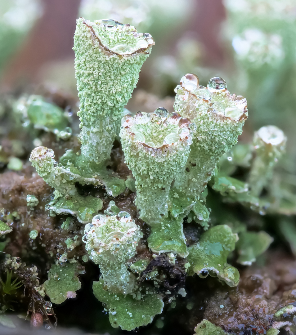 Cladonia