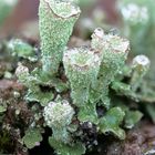 Cladonia