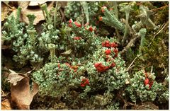 Cladonia