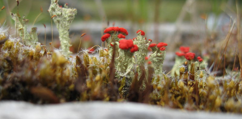 cladonia