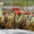 cladonia