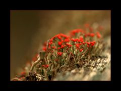 Cladonia