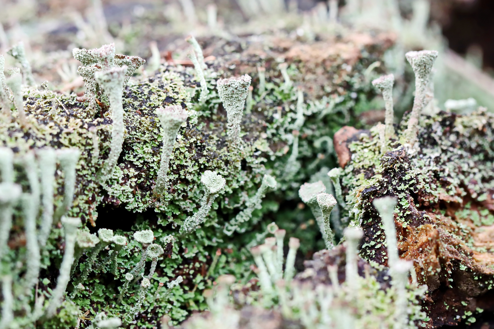 Cladonia asahinae,Pixie-Becherflechte