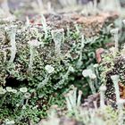 Cladonia asahinae,Pixie-Becherflechte