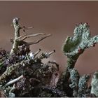 Cladonia auf der Flucht ...!