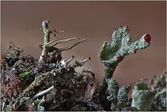 Cladonia auf der Flucht ...!